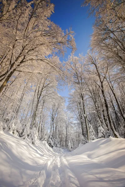 Winter in the forest — Stock Photo, Image