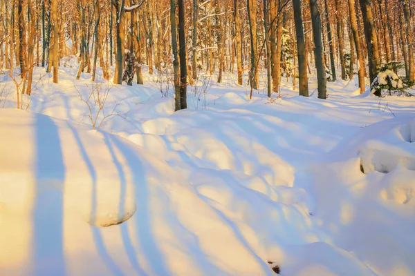 Tél az erdőben — Stock Fotó