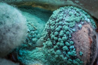 Siyah zeytinlerin üzerine konmuş küf