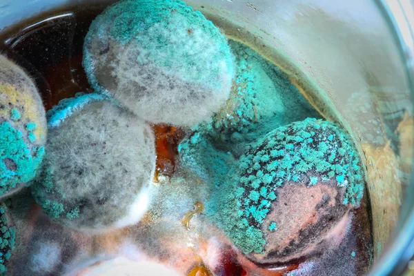 Mold diendapkan pada zaitun hitam — Stok Foto