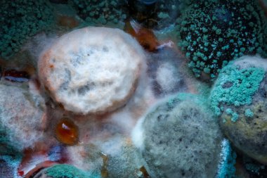 Siyah zeytinlerin üzerine konmuş küf