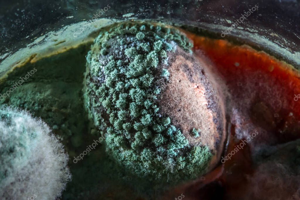 Mold deposited on black olives — Stock Photo © GoranJakus 322048254