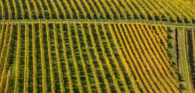 Autumn landscape of vineyards