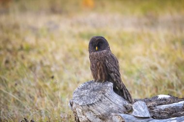 Melanistic Ural Owl