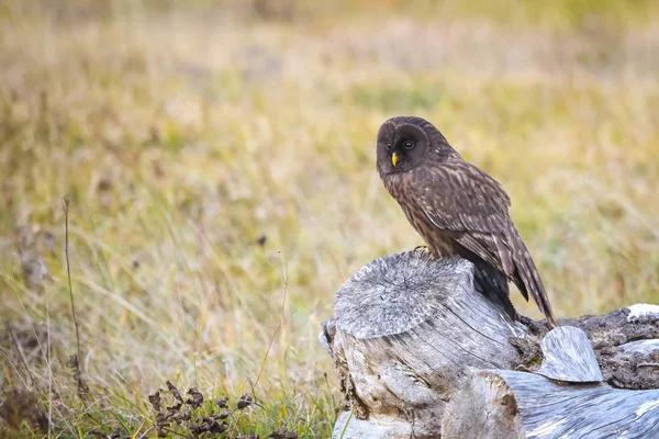 Melanistische Oeral Uil — Stockfoto