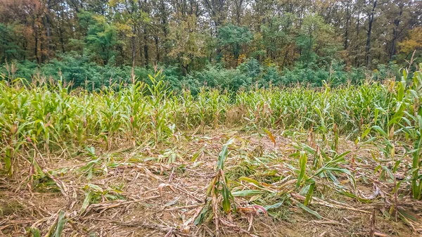 Zničené kukuřičné pole — Stock fotografie