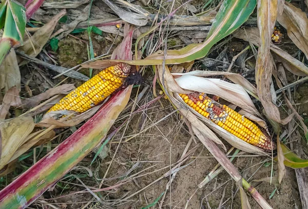 Campo de maíz destruido — Foto de Stock