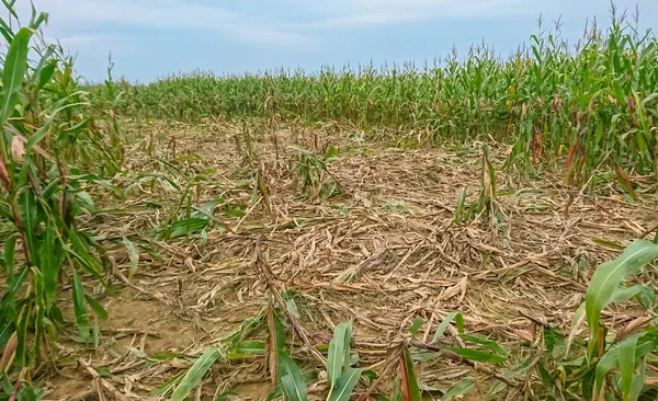 Campo de maíz destruido — Foto de Stock
