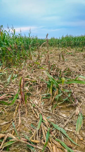 Campo de maíz destruido — Foto de Stock