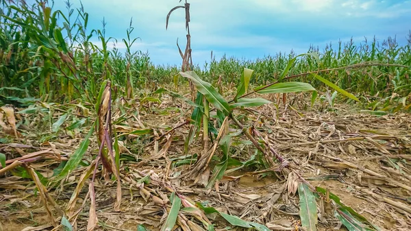 Campo de maíz destruido — Foto de Stock