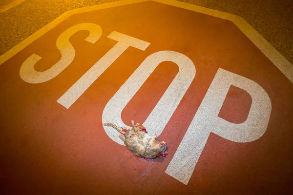 Kör över råtta på en stoppskylt — Stockfoto