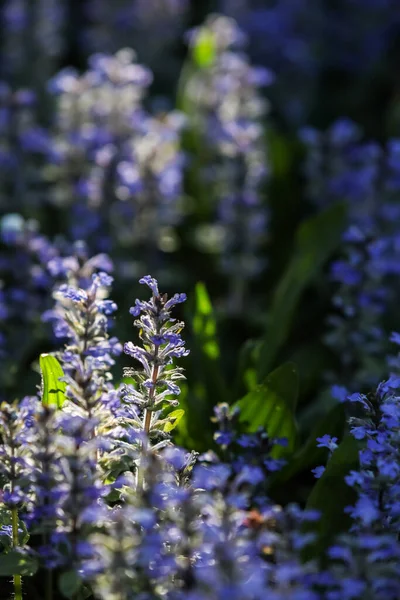 Close Ajuga Reptans Carpet Bugle Perennial Plant Blue Flowers Growing — Stock Photo, Image