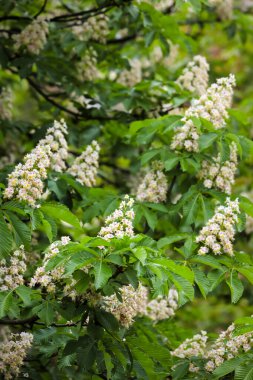 Avrupa at kestanesi ağacının açan beyaz çiçeklerinin ayrıntıları.
