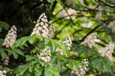 Avrupa at kestanesi ağacının açan beyaz çiçeklerinin ayrıntıları.