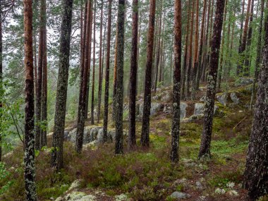 Ormana yağmur yağıyor.