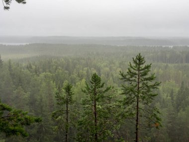 Ormana yağmur yağıyor.