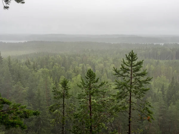 Rain in the forest — Stock Photo, Image