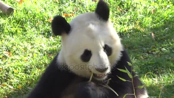 Un panda géant mâchant du bambou — Video