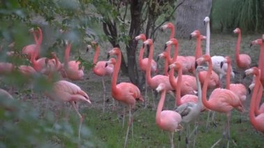 Yürüyüş ve çayır üzerinde çalışan flamingolar