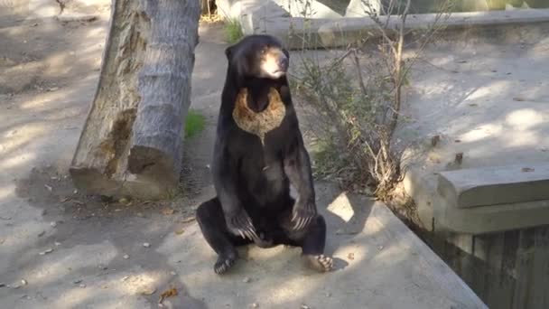 Sun Bear Zitten Eten Van Pinda — Stockvideo