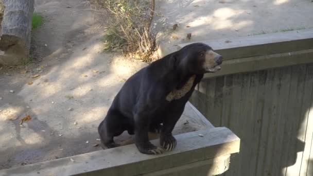 Sun Bear Standing Two Feet Asking Attention — Stock Video