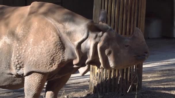 Rhinoceros Chewing Plants Flapping Ears Sun — Stock Video