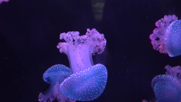 荧光水母在黑暗中游泳 — 图库视频影像