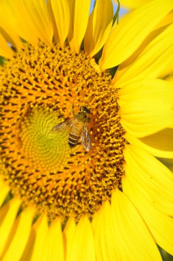 Arı ile çiçek açan ayçiçeği