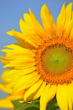 Ayçiçeği mavi gökyüzü ile