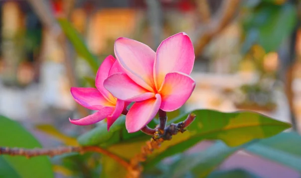 Belle plumeria rose — Photo