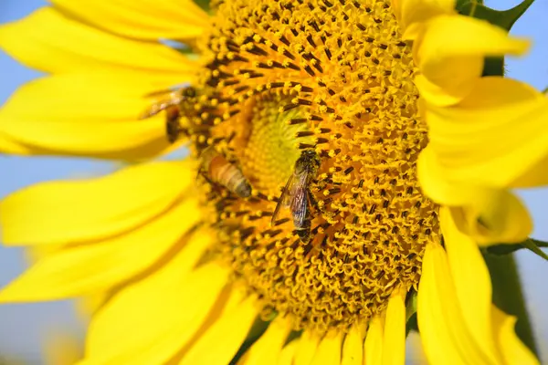 盛开的向日葵蜜蜂 — 图库照片
