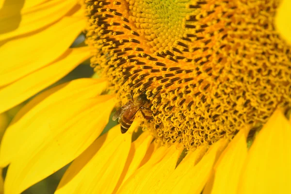 Blühende Sonnenblume mit Biene — Stockfoto