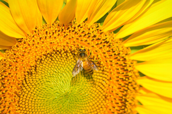 blooming sunflower with bee