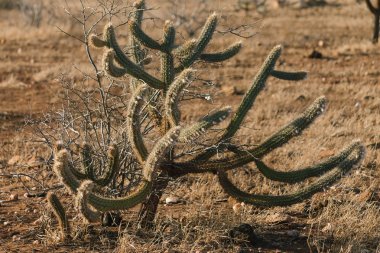 Pilosocereus polygonus 