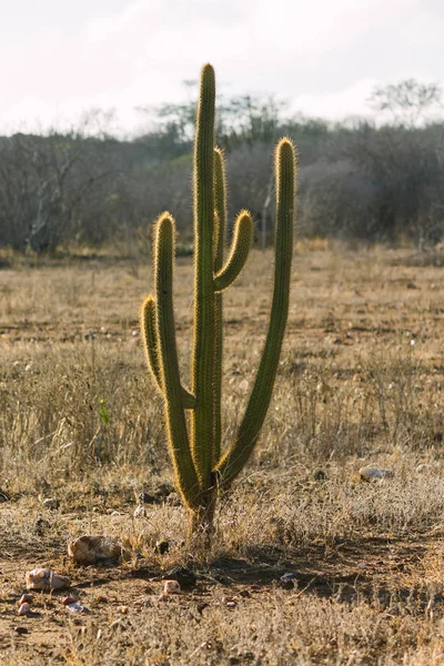 Pilosocereus pachycladus, bekend als "facheiro" een gemeenschappelijk cactus in de bioom Caatinga in Brazilië is — Stockfoto