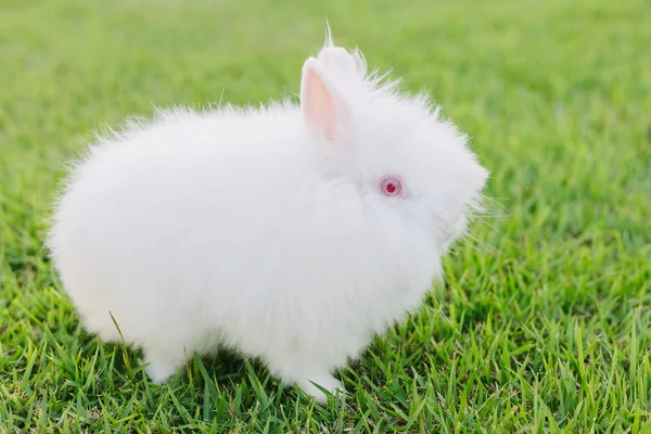 Kleiner weißer Hase auf dem Gras an sonnigen Tagen — Stockfoto