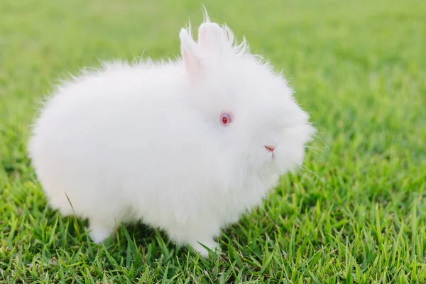 Kleiner weißer Hase auf dem Gras an sonnigen Tagen — Stockfoto