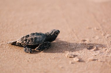 Yeni taranmış bebek kaplumbağa okyanusun doğru