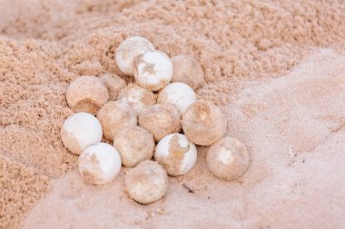 Kaplumbağa Plajı kum üzerinde sigara-damızlık yumurta
