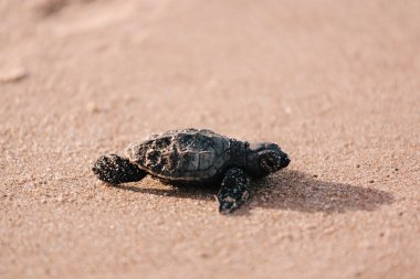 Yeni taranmış bebek kaplumbağa okyanusun doğru