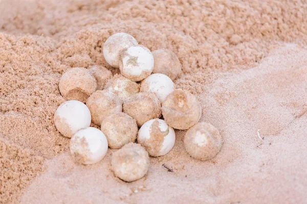 Non-hatching eggs of turtle on beach sand — Stock Photo, Image