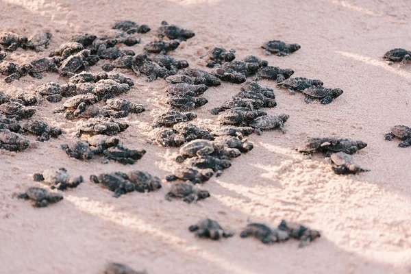 Frisch geschlüpfte Schildkrötenbabys in Richtung Ozean — Stockfoto