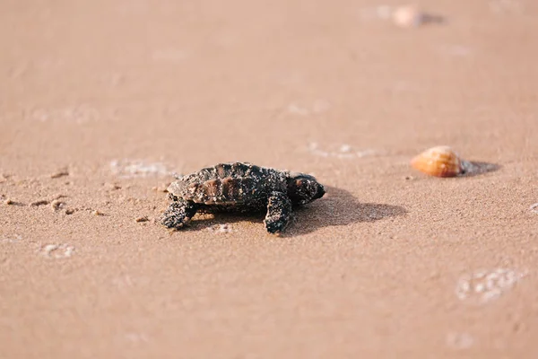 Нещодавно вилуплена дитяча черепаха в бік океану — стокове фото