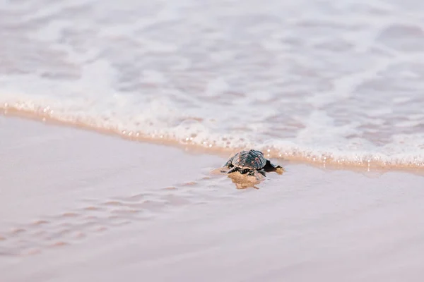 Nově vylíhnutých baby želva směrem k oceánu — Stock fotografie
