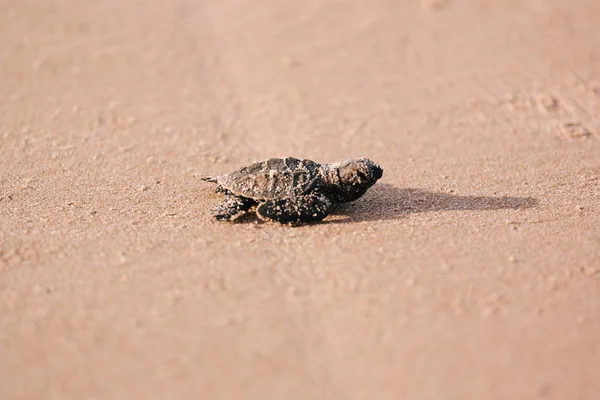 海に向かって新たに孵化した赤ちゃんカメ — ストック写真