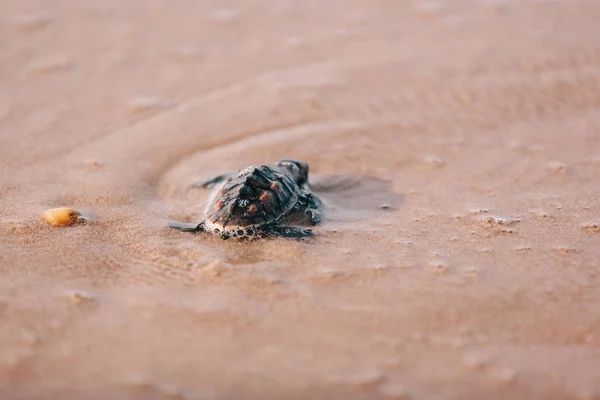 海に向かって新たに孵化した赤ちゃんカメ — ストック写真