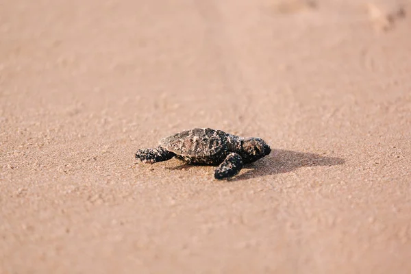 Newly hatched baby turtle toward the ocean — Stock Photo, Image
