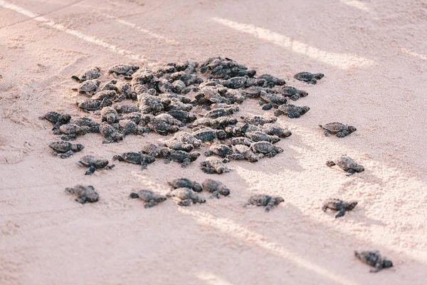 Frisch geschlüpfte Schildkrötenbabys in Richtung Ozean — Stockfoto