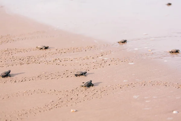 Tortuga bebé recién nacida hacia el océano —  Fotos de Stock