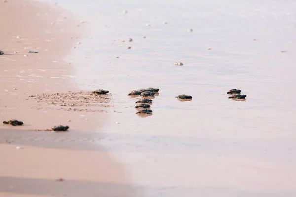 Tortuga bebé recién nacida hacia el océano —  Fotos de Stock